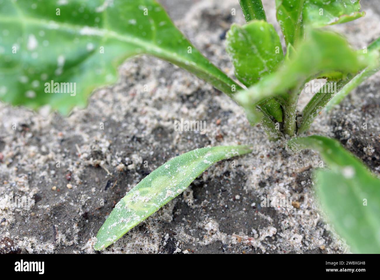 Cotyledon der Zuckerrübenpflanze mit Larventunneln von Larven fliegen aus der Familie Agromyzidae, Laub-Miner-Fliegen. Stockfoto
