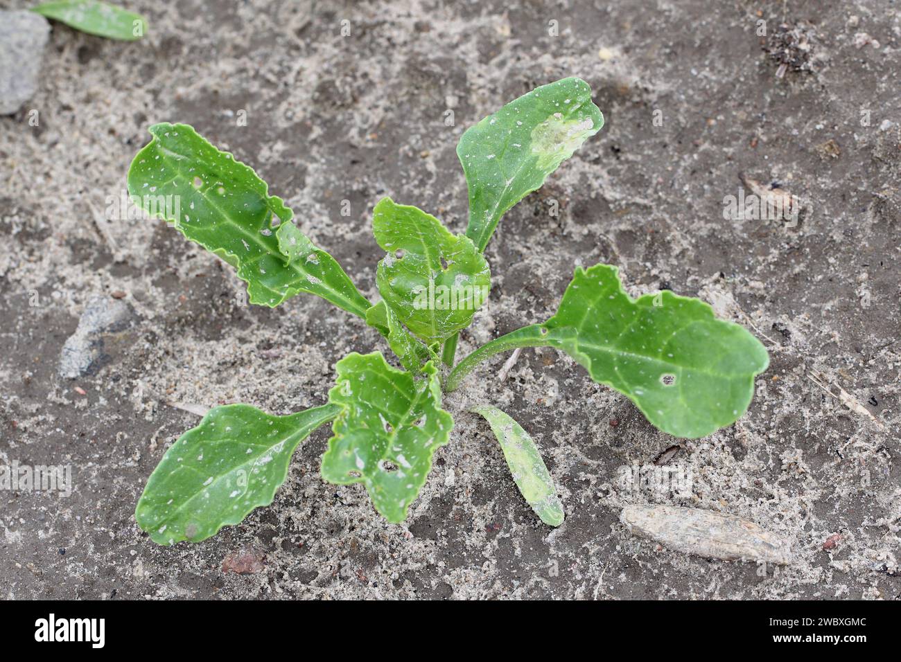 Rübenpflanze mit Larventunneln von Larven fliegen aus der Familie Agromyzidae, Leaf-Miner-Fliegen in Cotyledon und Pegomya betae hyoscyami Blatt. Stockfoto