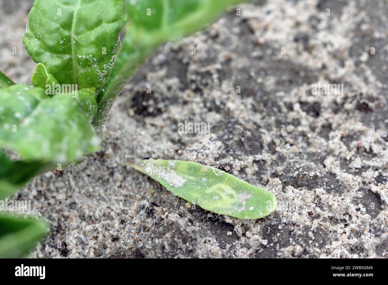 Cotyledon der Zuckerrübenpflanze mit Larventunneln von Larven fliegen aus der Familie Agromyzidae, Laub-Miner-Fliegen. Stockfoto