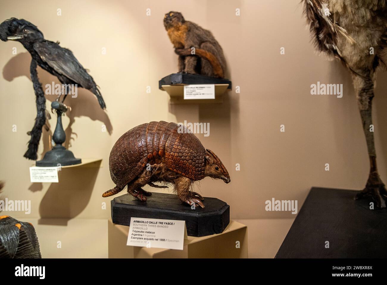 Italien Piemont Turin Regionalmuseum für Naturwissenschaften - Arnadillo Credit: Realy Easy Star/Alamy Live News Stockfoto