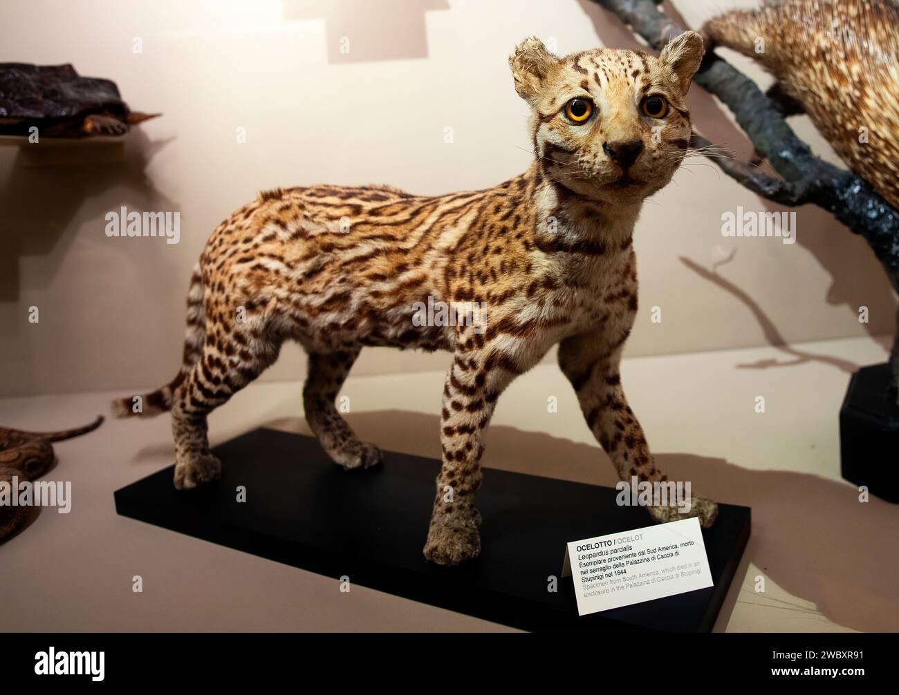 Italien Piemont Turin Regionalmuseum für Naturwissenschaften - Ocelot - Leopardus pardalis Credit: Realy Easy Star/Alamy Live News Stockfoto