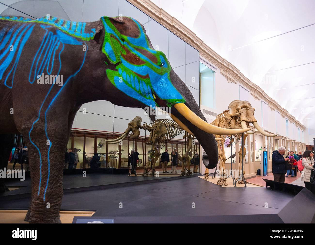 Italien Piemont Turin Regionalmuseum für Naturwissenschaften - Indischer Elefant Fritz und Skeleton Credit: Realy Easy Star/Alamy Live News Stockfoto