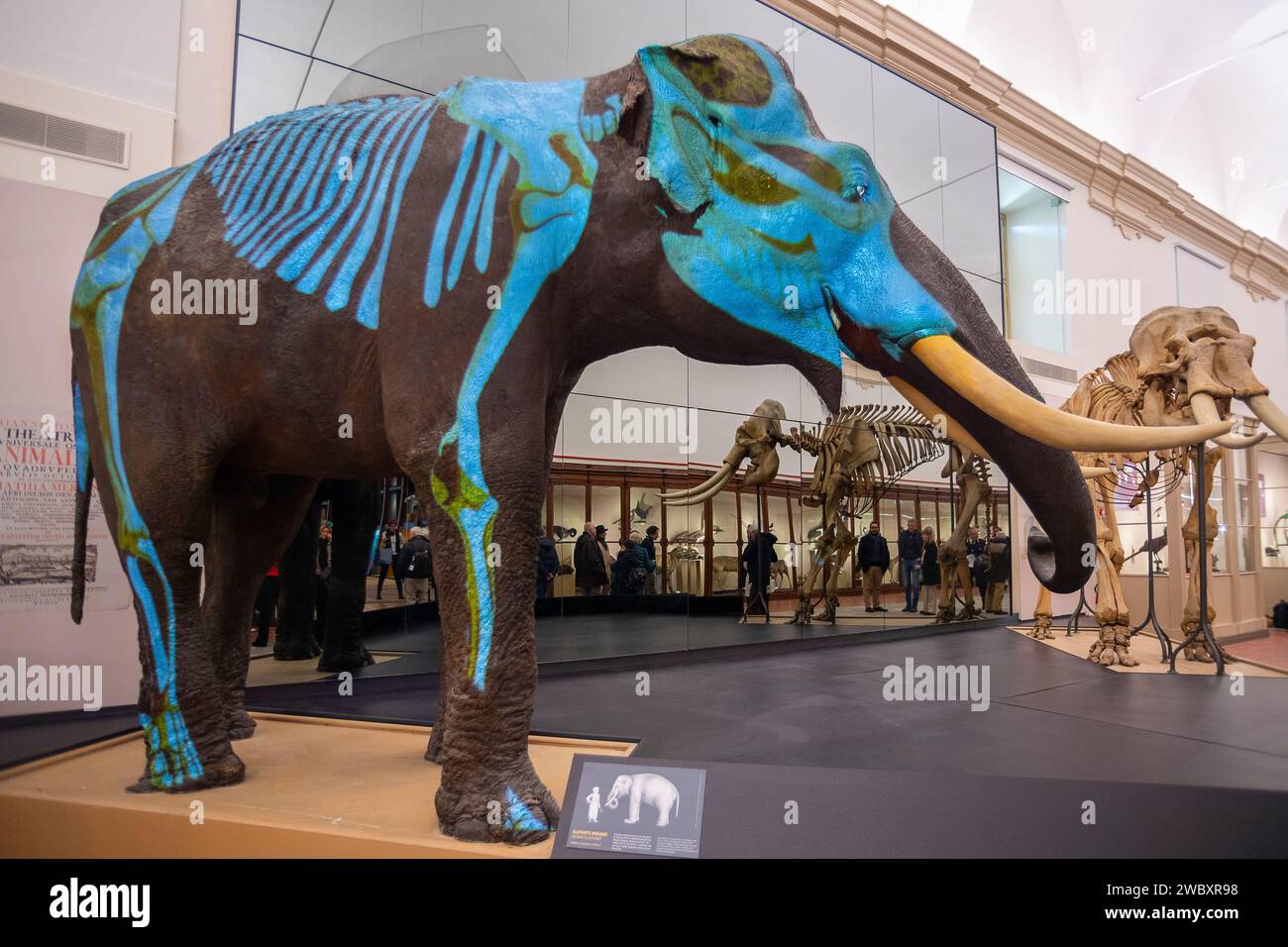 Italien Piemont Turin Regionalmuseum für Naturwissenschaften - Indischer Elefant Fritz und Skeleton Credit: Realy Easy Star/Alamy Live News Stockfoto