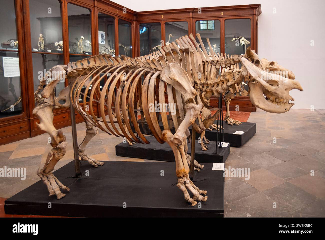 Italien Piemont Turin Regionalmuseum für Naturwissenschaften - Skelett des Schwarzen Nashorns . Diceros bicornis von Congo Credit: Realy Easy Star/Alamy Live News Stockfoto