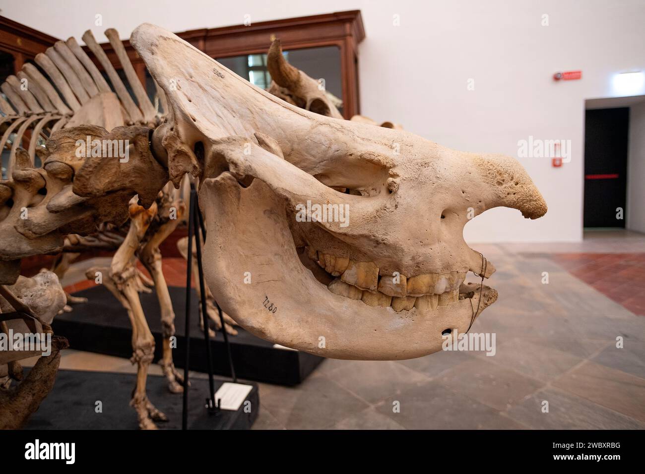 Italien Piemont Turin Regionalmuseum für Naturwissenschaften - Skelett des schwarzen Nashörns - Diceros bicornis von Congo Credit: Realy Easy Star/Alamy Live News Stockfoto