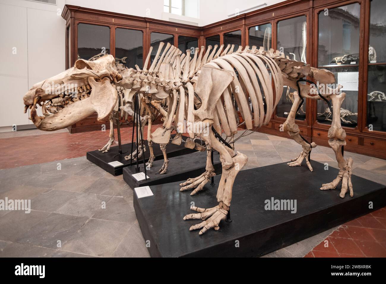 Italien Piemont Turin Regionalmuseum für Naturwissenschaften - Skelett des Hippopotamus amphibius, Hippopotamus Credit: Realy Easy Star/Alamy Live News Stockfoto