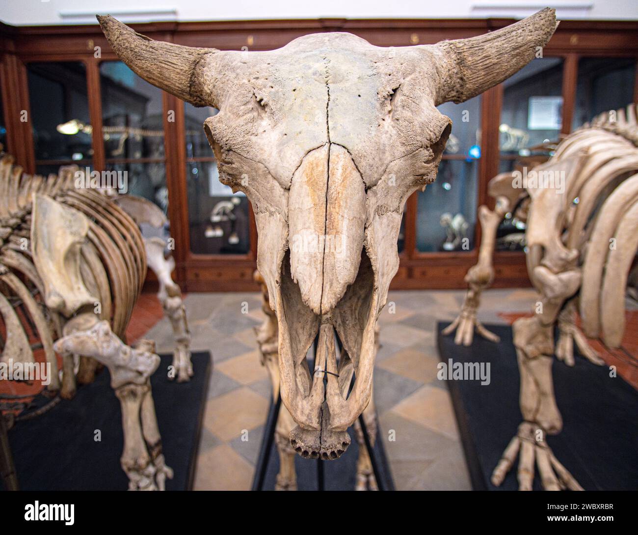Italien Piemont Turin Regionalmuseum für Naturwissenschaften - Skelett des amerikanischen Bison - Bison Bison - Head Credit: Realy Easy Star/Alamy Live News Stockfoto