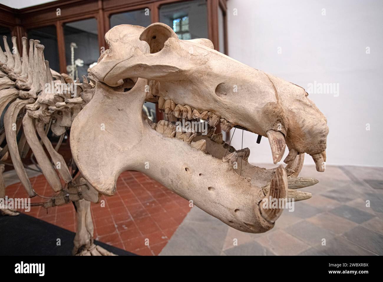 Italien Piemont Turin Regionalmuseum für Naturwissenschaften - Skelett des Hippopotamus amphibius, Hippopotamus - Head Credit: Realy Easy Star/Alamy Live News Stockfoto
