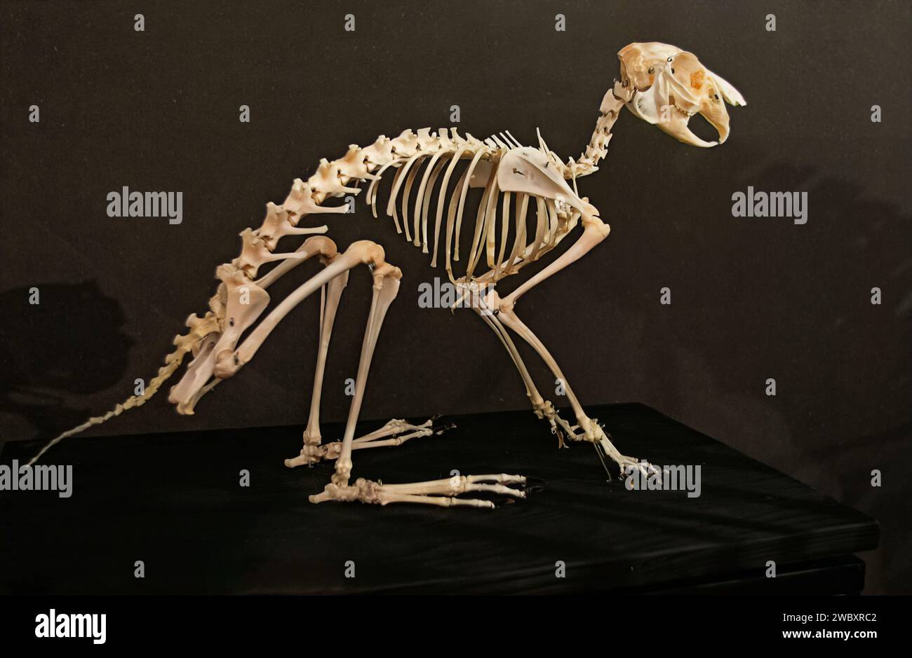 Italien Piemont Turin Regionalmuseum für Naturwissenschaften - Slelett des Europäischen Hasen - Lepus eurpaeus Credit: Realy Easy Star/Alamy Live News Stockfoto