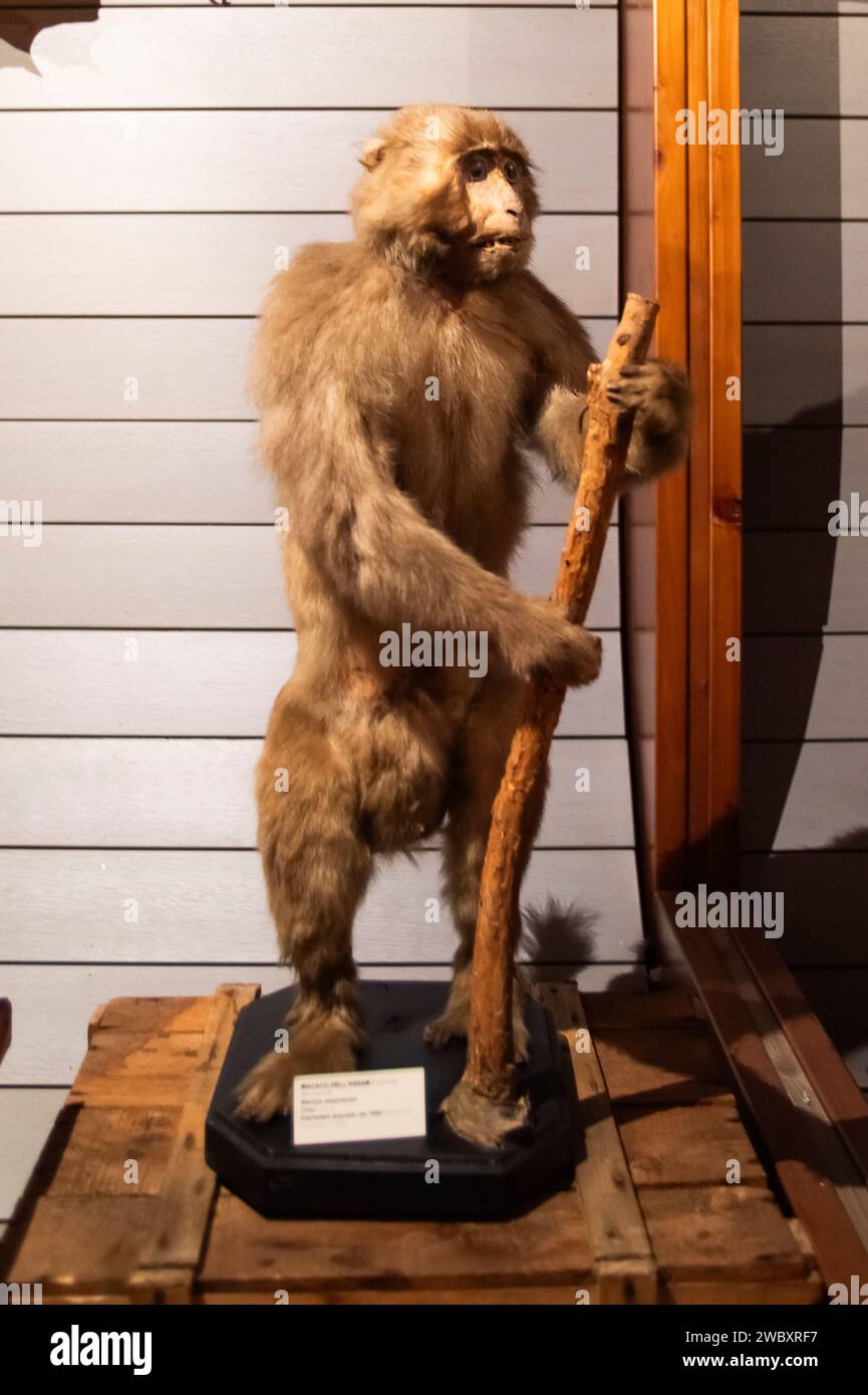 Italien Piemont Turin Regionalmuseum für Naturwissenschaften - Assam Macaque - Macaca assamensis Credit: Realy Easy Star/Alamy Live News Stockfoto