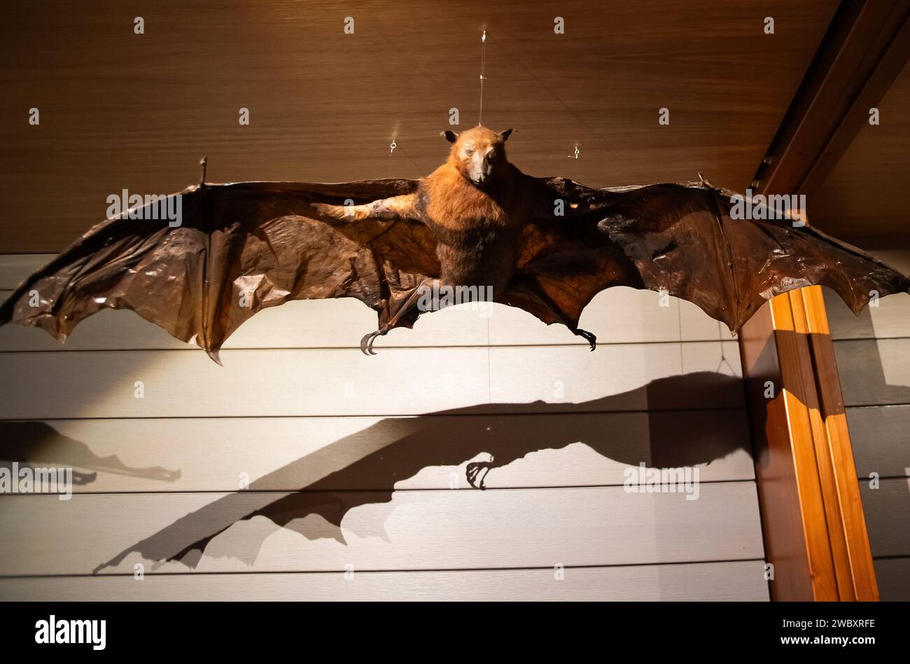Italien Piemont Turin Regionalmuseum für Naturwissenschaften - Flying Fuchs Fledermaus, Pteropus Vampyrus Credit: Realy Easy Star/Alamy Live News Stockfoto