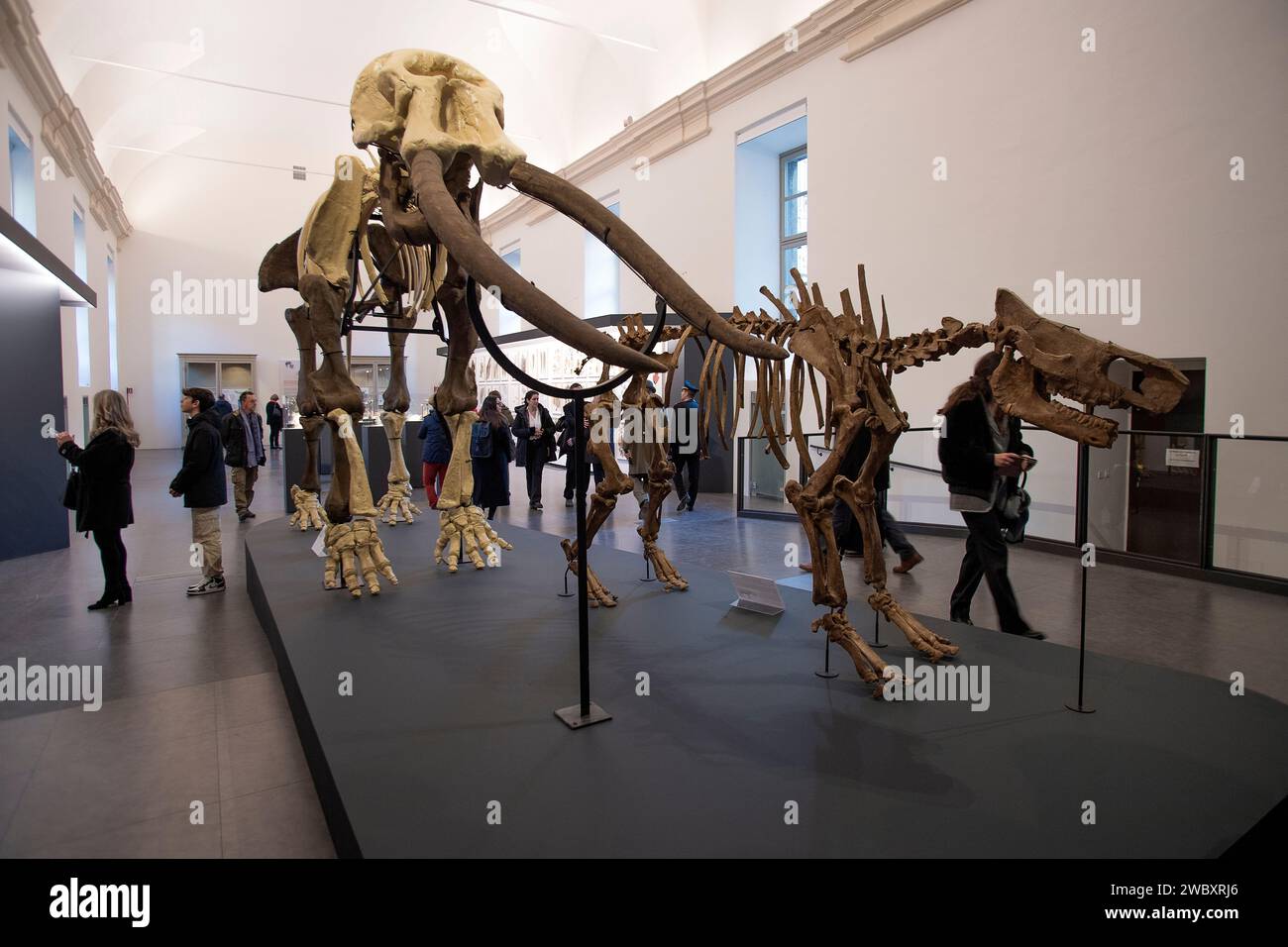 Italien Piemont Turin Regionalmuseum für Naturwissenschaften - Mastodon und Rinoceros Harz Modelle von Skeletten - aus Funden der Originale in der Provinz Asti Credit: Realy Easy Star/Alamy Live News Stockfoto