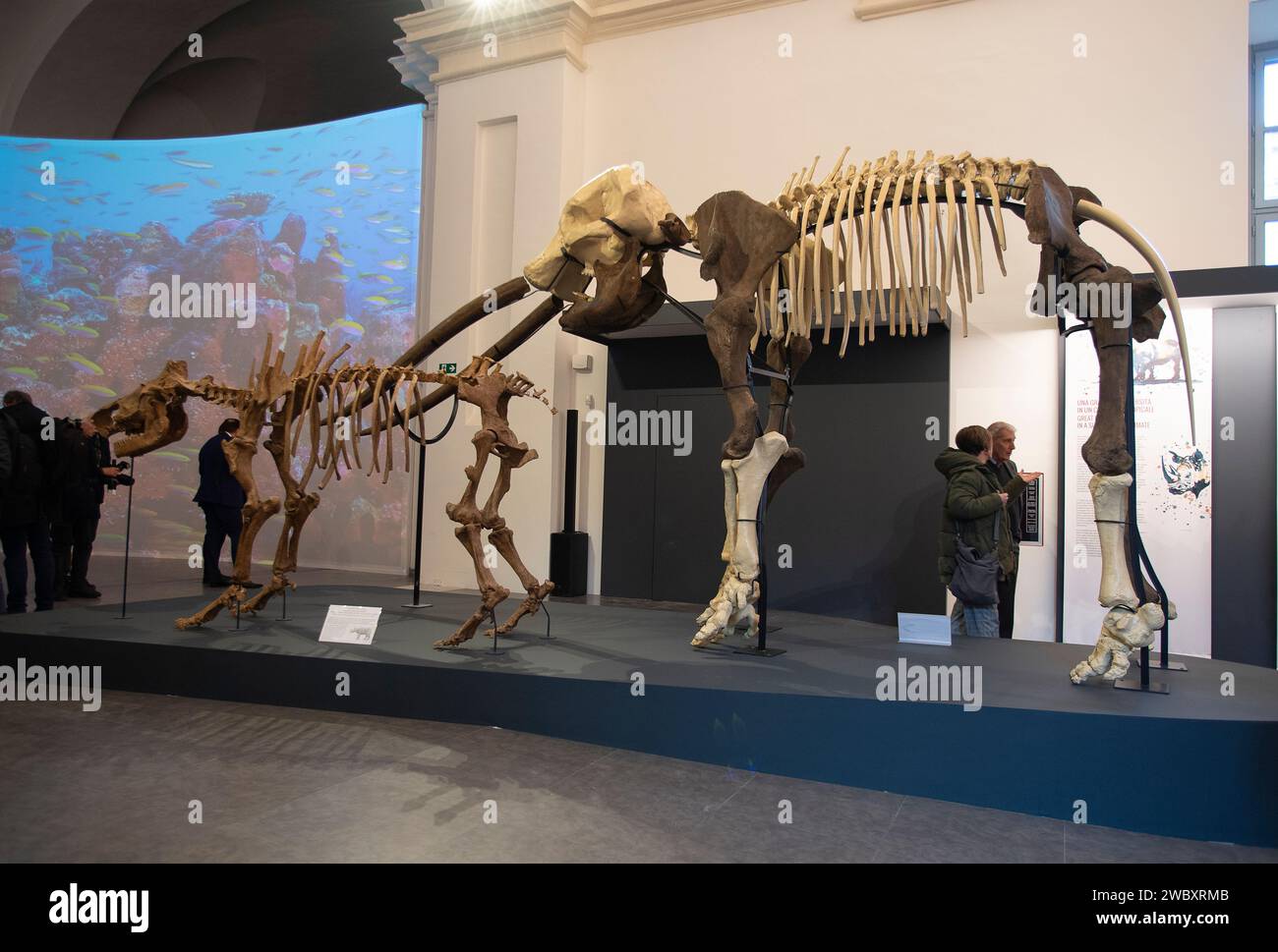 Italien Piemont Turin Regionalmuseum für Naturwissenschaften - Mastodon und Rinoceros Harz Modelle von Skeletten - aus Funden der Originale in der Provinz Asti Credit: Realy Easy Star/Alamy Live News Stockfoto