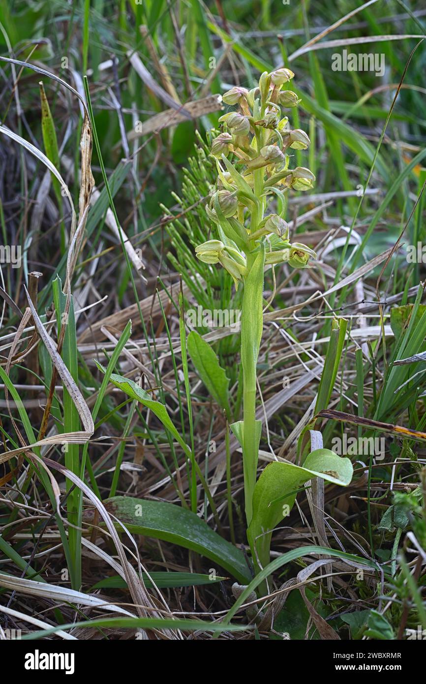 Froschorchidee (Dactylorhiza viridis = Coeloglossum viride), Orchidaceae. Knollige krautige, wilde Pflanze. Appennino, Toskana, Italien. Stockfoto