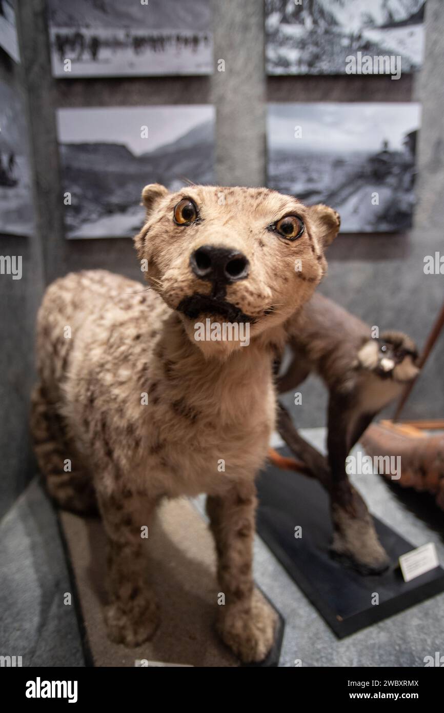 Italien Piemont Turin Regionalmuseum für Naturwissenschaften - Schneeleopard - Panthera uncia Credit: Realy Easy Star/Alamy Live News Stockfoto