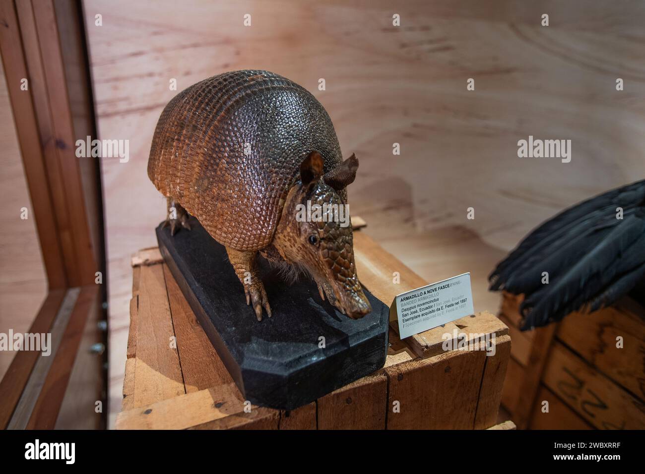 Italien Piemont Turin Regionalmuseum für Naturwissenschaften - neun Banded Armadillo - Dasypus novemcinctus Credit: Realy Easy Star/Alamy Live News Stockfoto