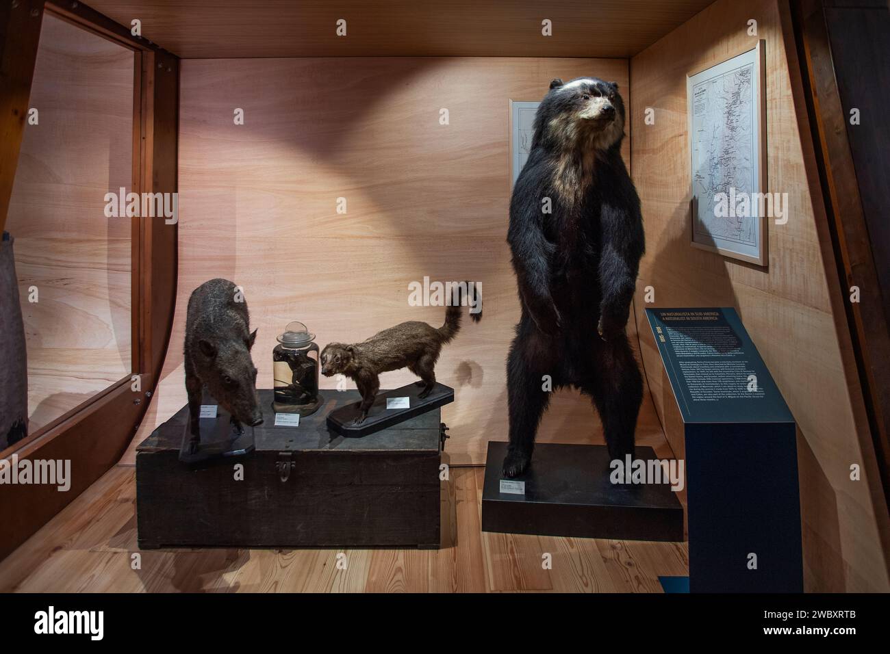 Italien Piemont Turin das regionale Museum der Naturwissenschaften - Credit: Realy Easy Star/Alamy Live News Stockfoto