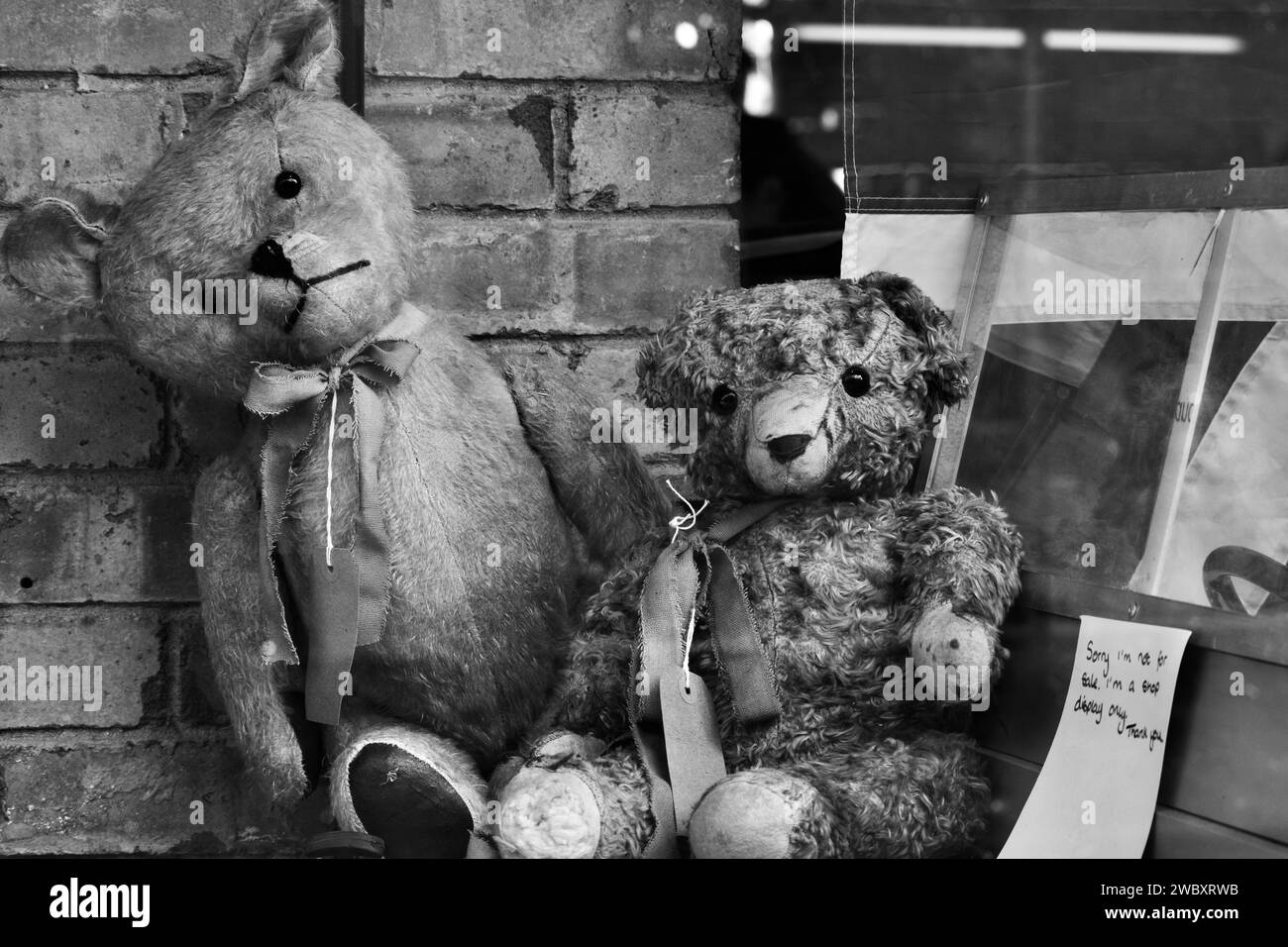 Ross on Wye, Herefordshire, England, 24. September 2023: Antike Teddybären werden in einem Schaufenster mit einem Schild ausgestellt, das besagt, dass sie nicht zum Verkauf stehen Stockfoto