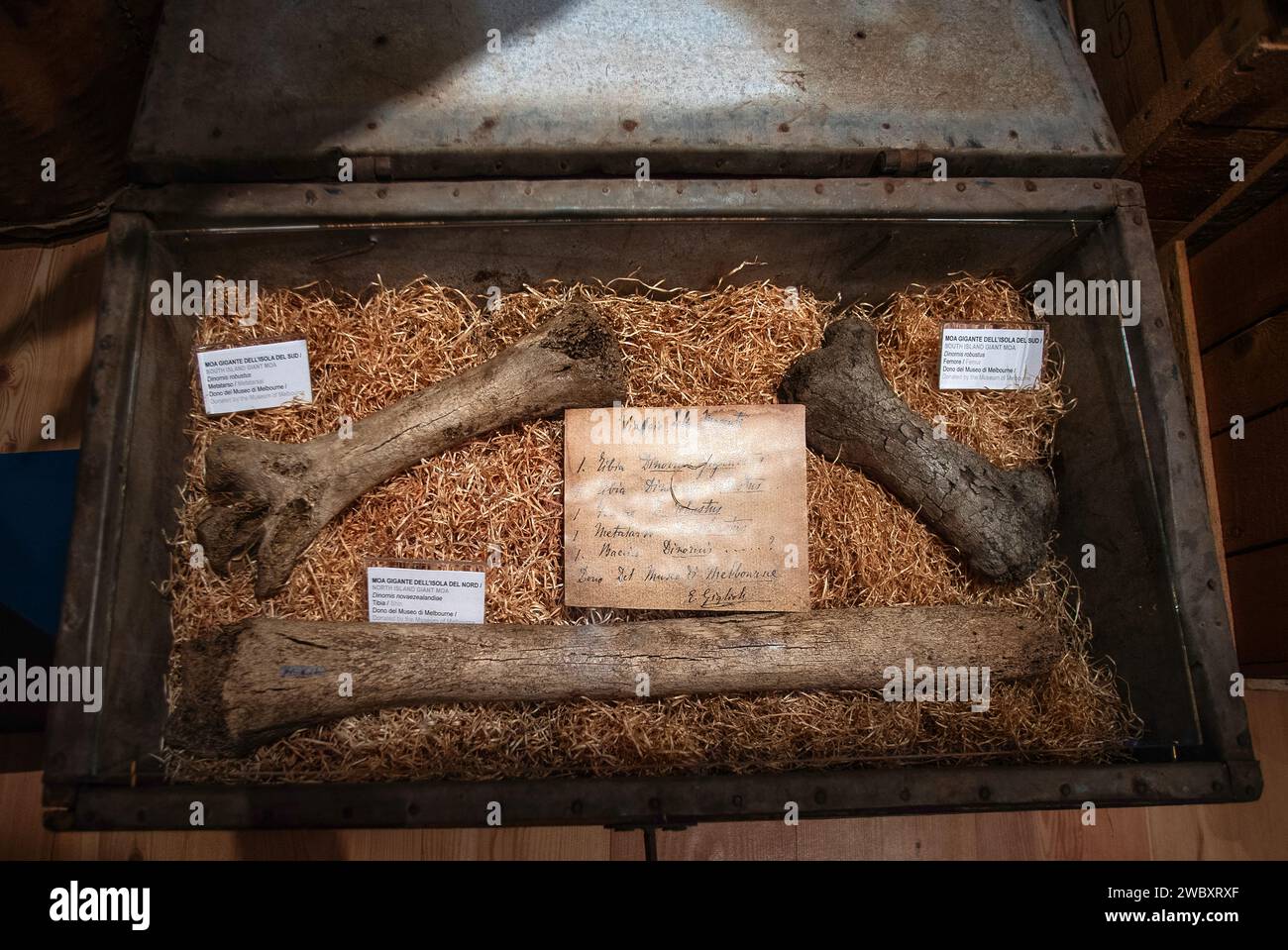 Italien Piemont Turin Regionalmuseum für Naturwissenschaften - Knochen des Riesenmoas - Dinomis Credit: Realy Easy Star/Alamy Live News Stockfoto