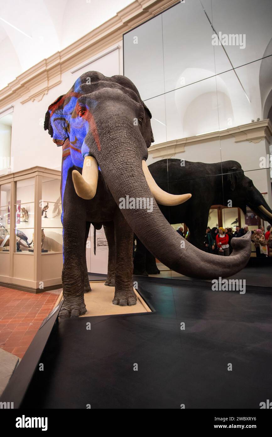 Italien Piemont Turin Regionalmuseum für Naturwissenschaften - Indischer Elefant Fritz Credit: Realy Easy Star/Alamy Live News Stockfoto
