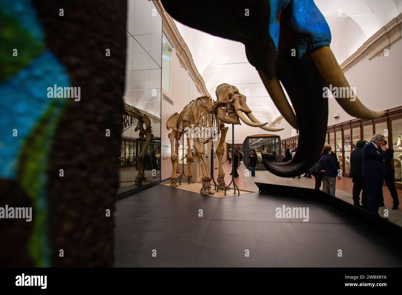 Italien Piemont Turin das regionale Museum der Naturwissenschaften - Skelett des Indischen Elefanten Credit: Realy Easy Star/Alamy Live News Stockfoto