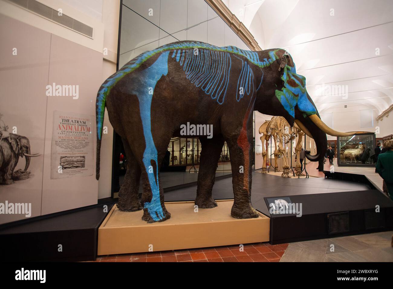 Italien Piemont Turin Regionalmuseum für Naturwissenschaften - Indischer Elefant Fritz Credit: Realy Easy Star/Alamy Live News Stockfoto