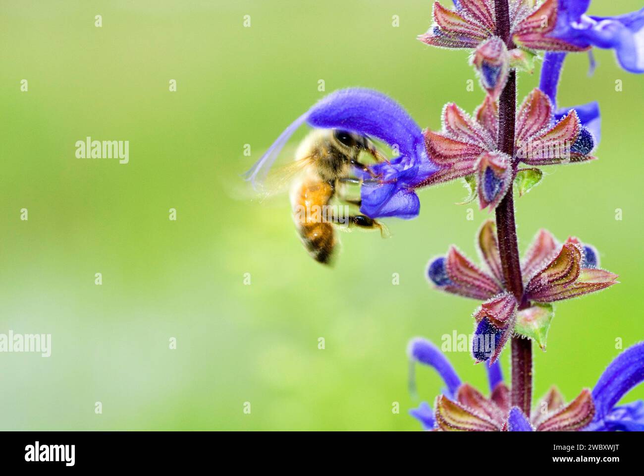 Makro einer Honigbiene (APIs mellifera) auf einer wiesenblume oder Wiesensalbei (Salvia pratensis) Italien Stockfoto
