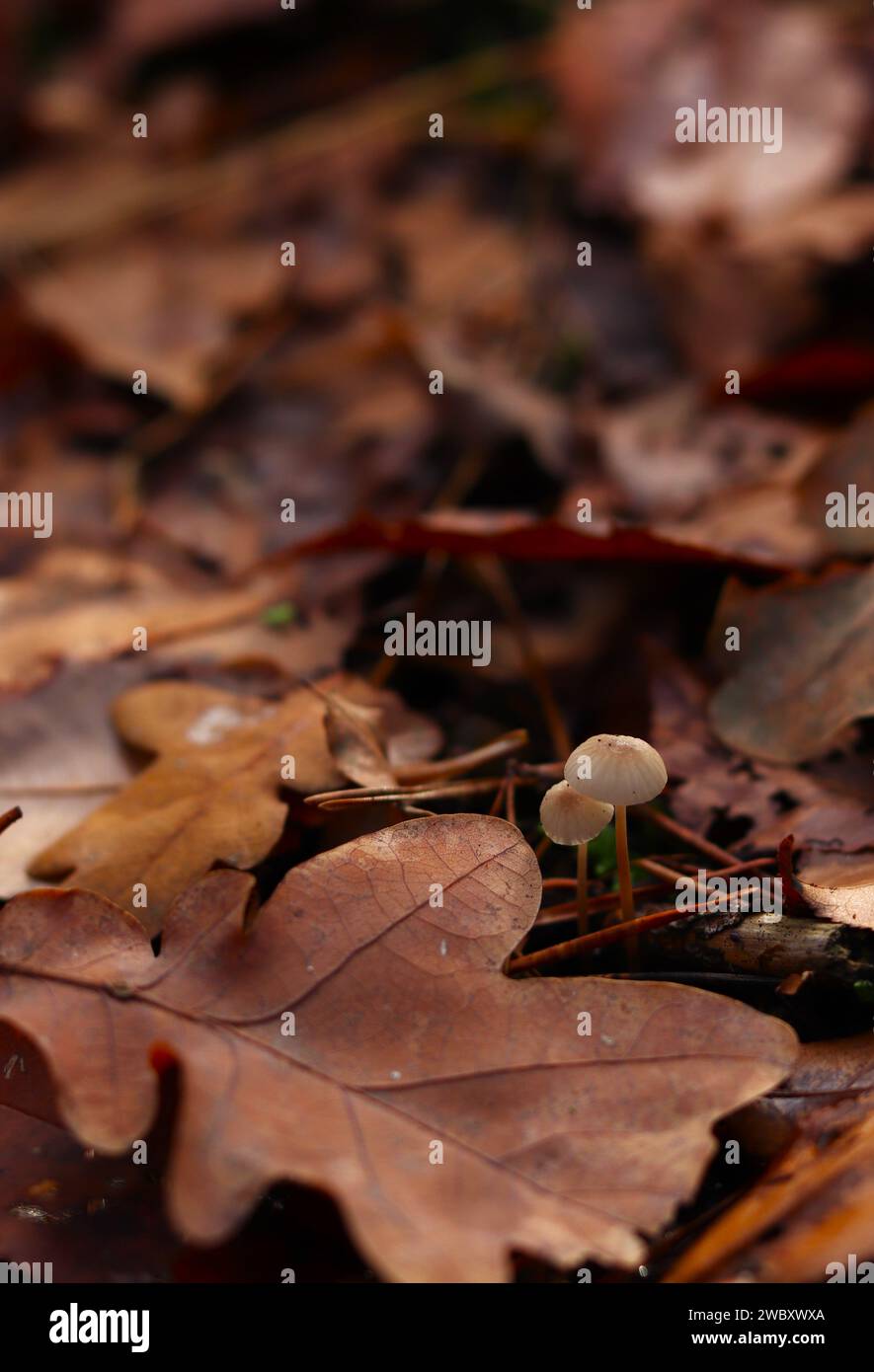 Zwei winzige Pilze in einem Bett aus herbstlichen orange-braunen Blättern. Herbstlicher brauner vertikaler Hintergrund. Konzept: Herbst, Wald, Erkundung der Natur Stockfoto