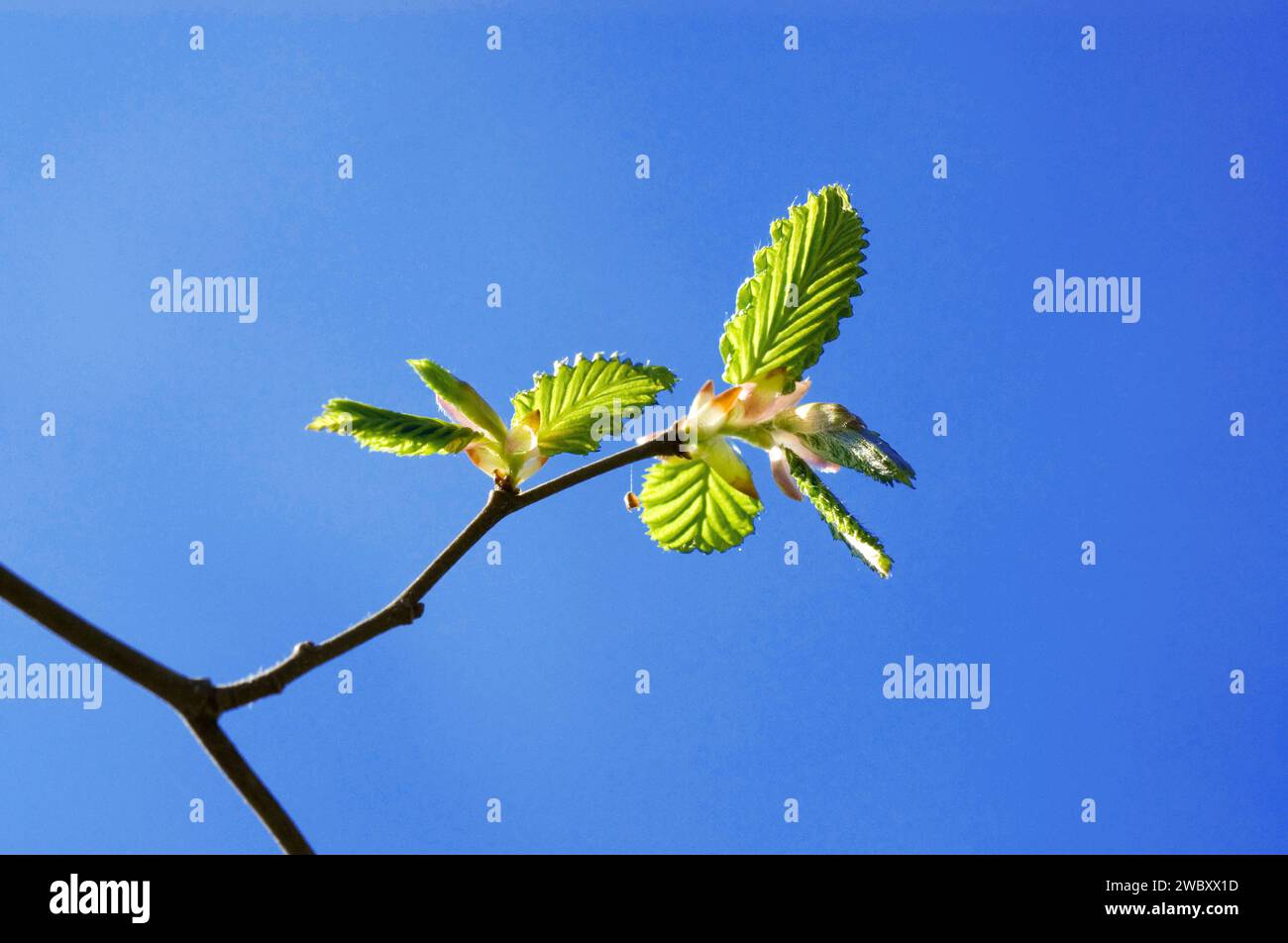 Junges frisches Laub im April einer Hainbuche (Carpinus betulus) am blauen Himmel im Frühjahr Stockfoto