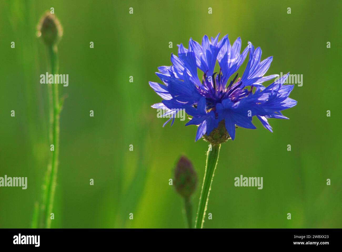 Nahaufnahme einer einzelnen blauen Kornblume (Centaurea cyanus) vor grünem Hintergrund Stockfoto