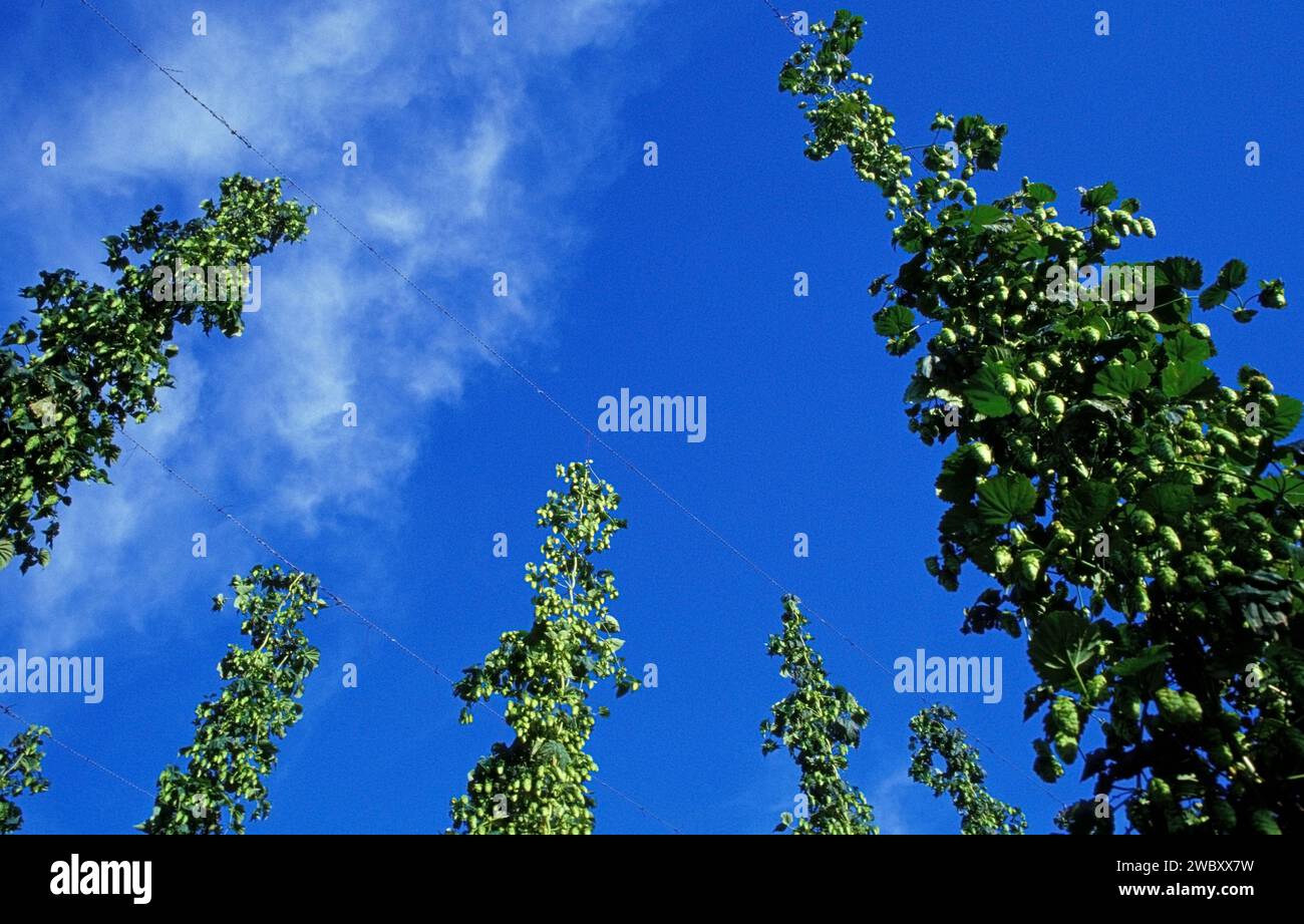 Hopfenpflanzen (Humulus lupulus) mit weiblichen Blüten, Samenzapfen, Strobiles, nahe der Ernte, vor blauem Himmel, in der Nähe von Au in der Hallertau, Bayern, Germa Stockfoto