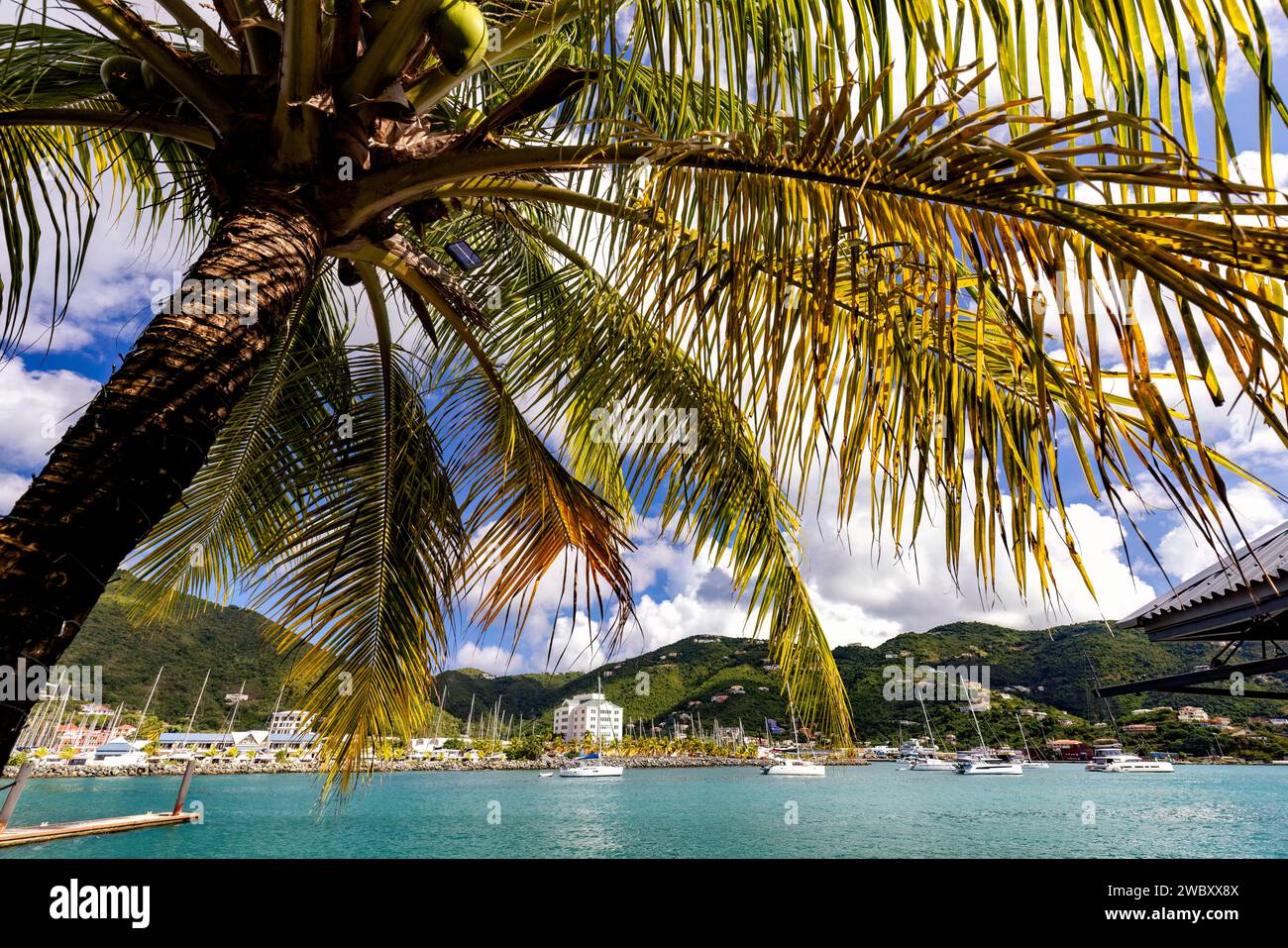 Palme am inneren Hafen - Cyril B. Romney Tortola Pier Park, Road Town, Tortola, britische Jungferninseln Stockfoto