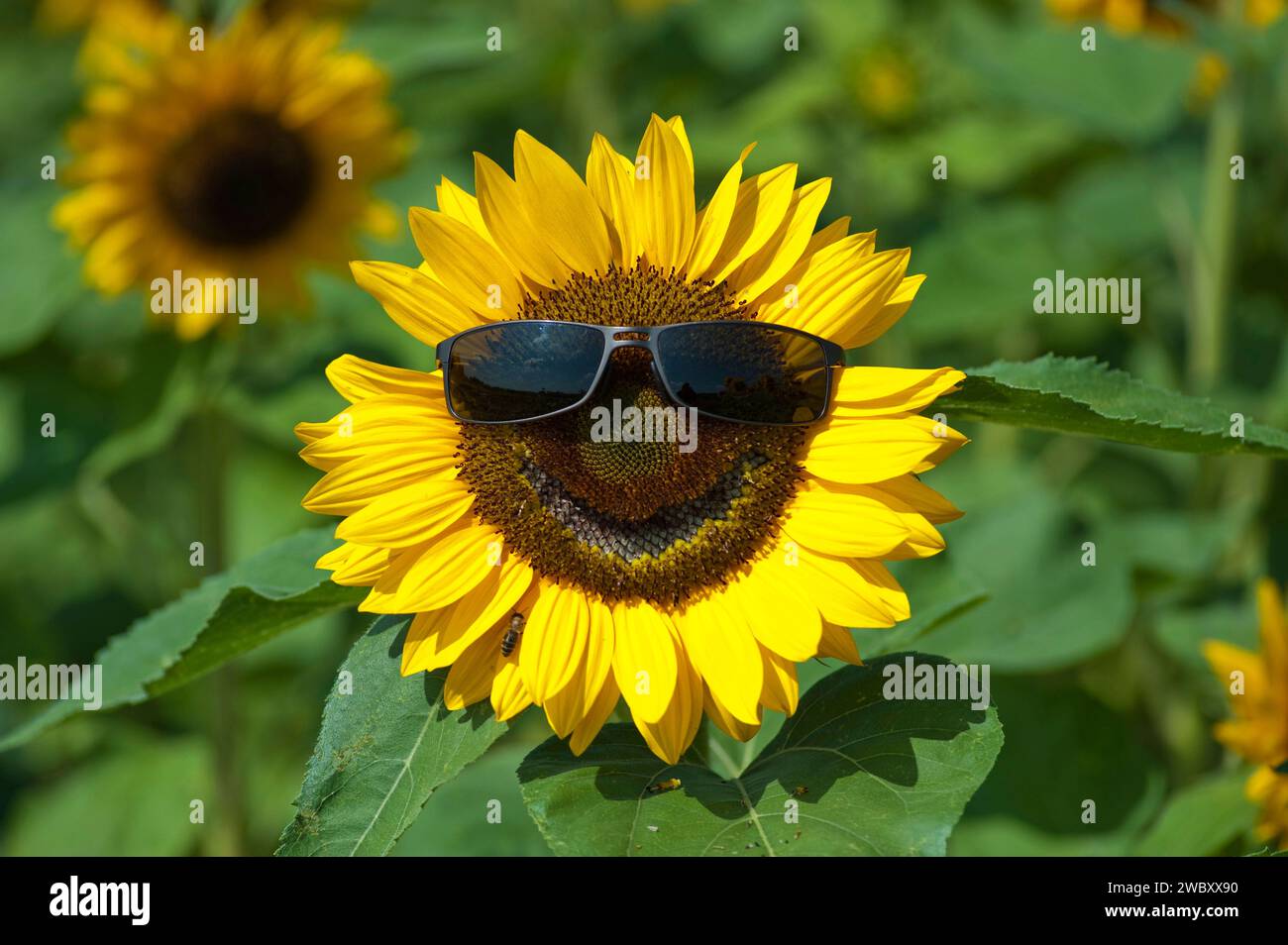 Nahaufnahme einer einzigen gewöhnlichen Sonnenblume (Helianthus annuus) mit Sonnenbrille und lächelndem, lächelndem Gesicht Stockfoto