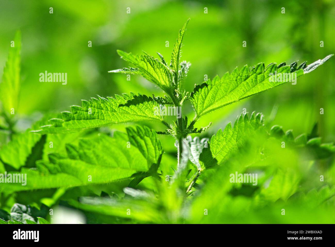 Nahaufnahme eines Feldes mit gewöhnlichen, brennenden oder stechenden Brennnesselblättern (urtica dioica urens) Stockfoto