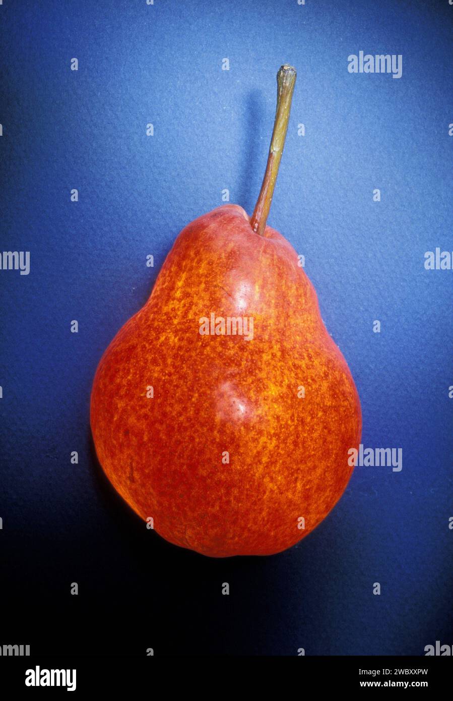 Nahaufnahme von Orange und rote Birne (pyrus) auf blauem Hintergrund, beleuchtet von innen und außen Stockfoto