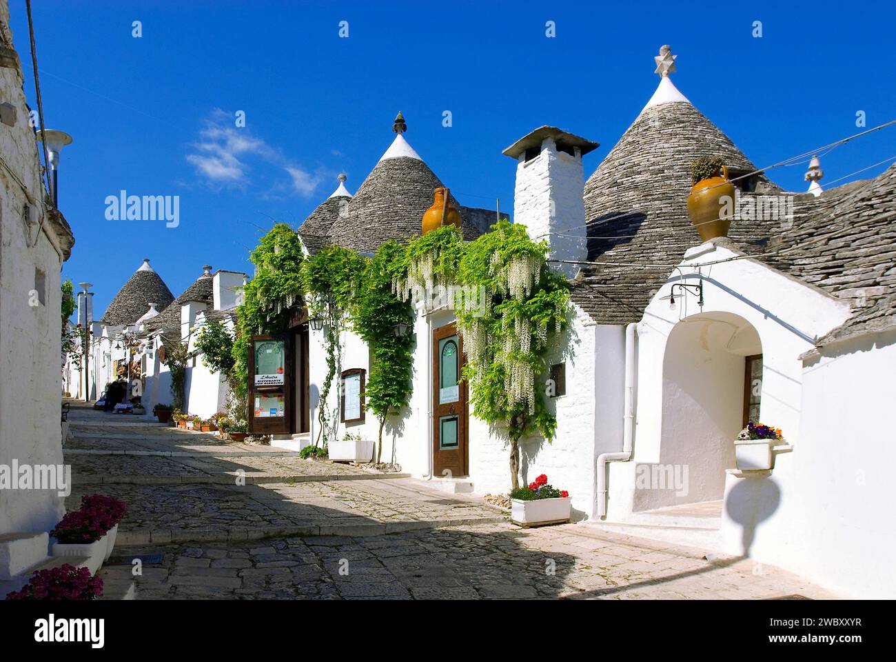 Leere Straße in Alberobello in der Vorsaison im April, mit Trulli, Souvenirläden, weißen chinesischen Wisterien ( Glyzinien sinensis alba) Stockfoto