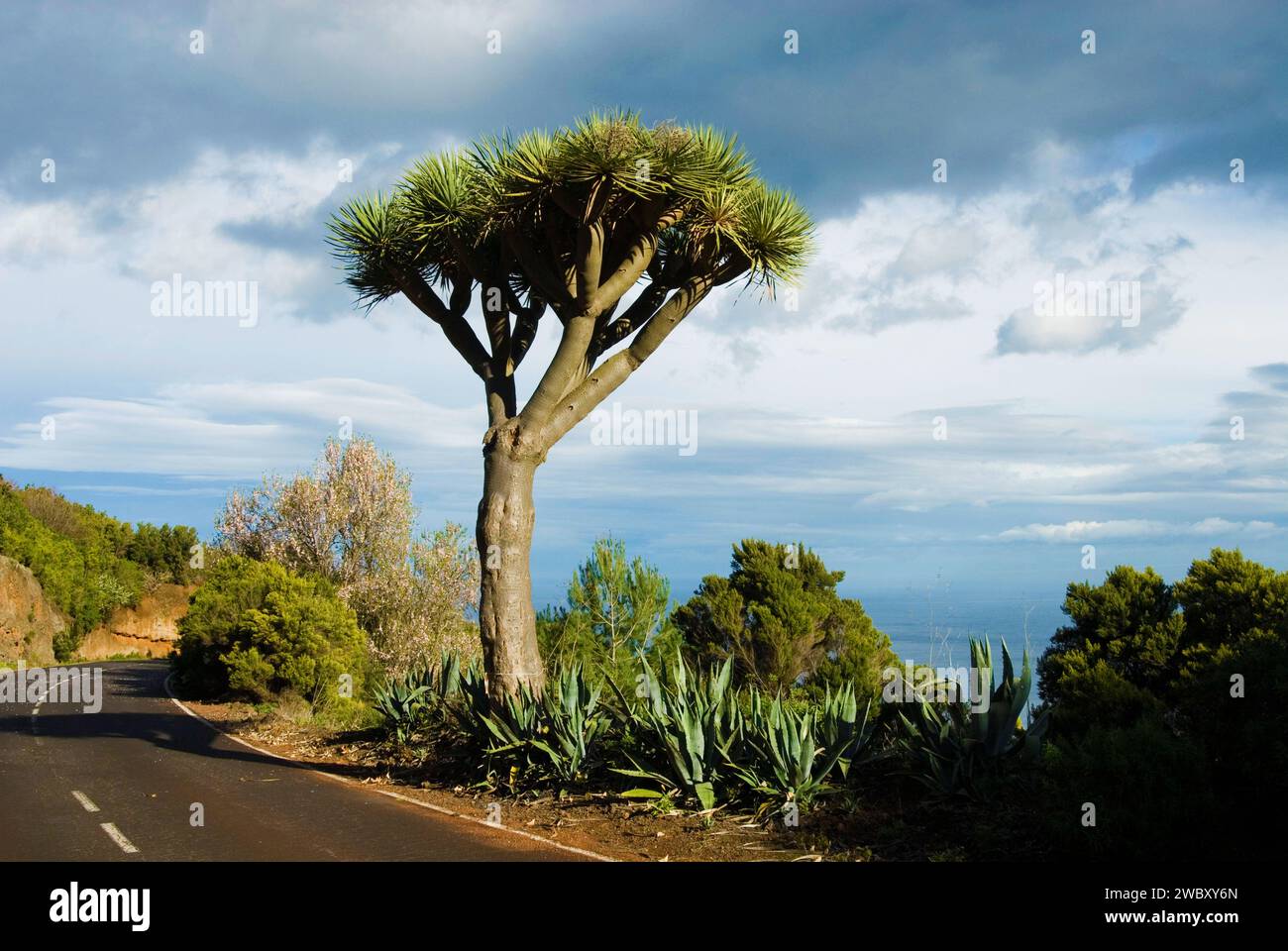 Drachenbaum (Dracaena Draco) am Straßenrand, La Palma, Kanarische Inseln, Spanien, Europa Stockfoto