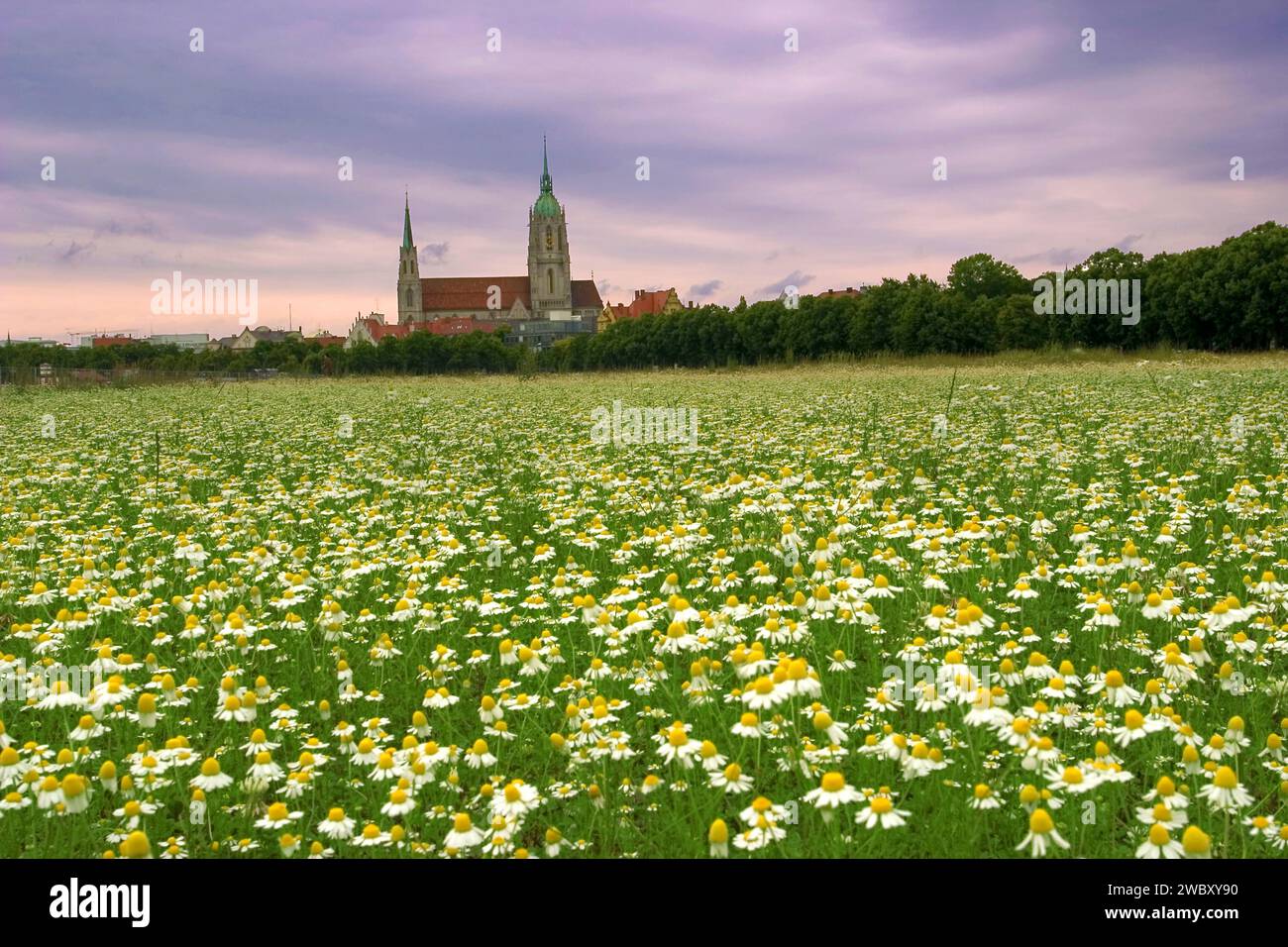 Theresienwiese im Juni, die genau der Ort des Oktoberfestes ist, mit der Weide der echten oder Deutschen Kamille (Matricaria chamomilla), Kirche St. Pau Stockfoto