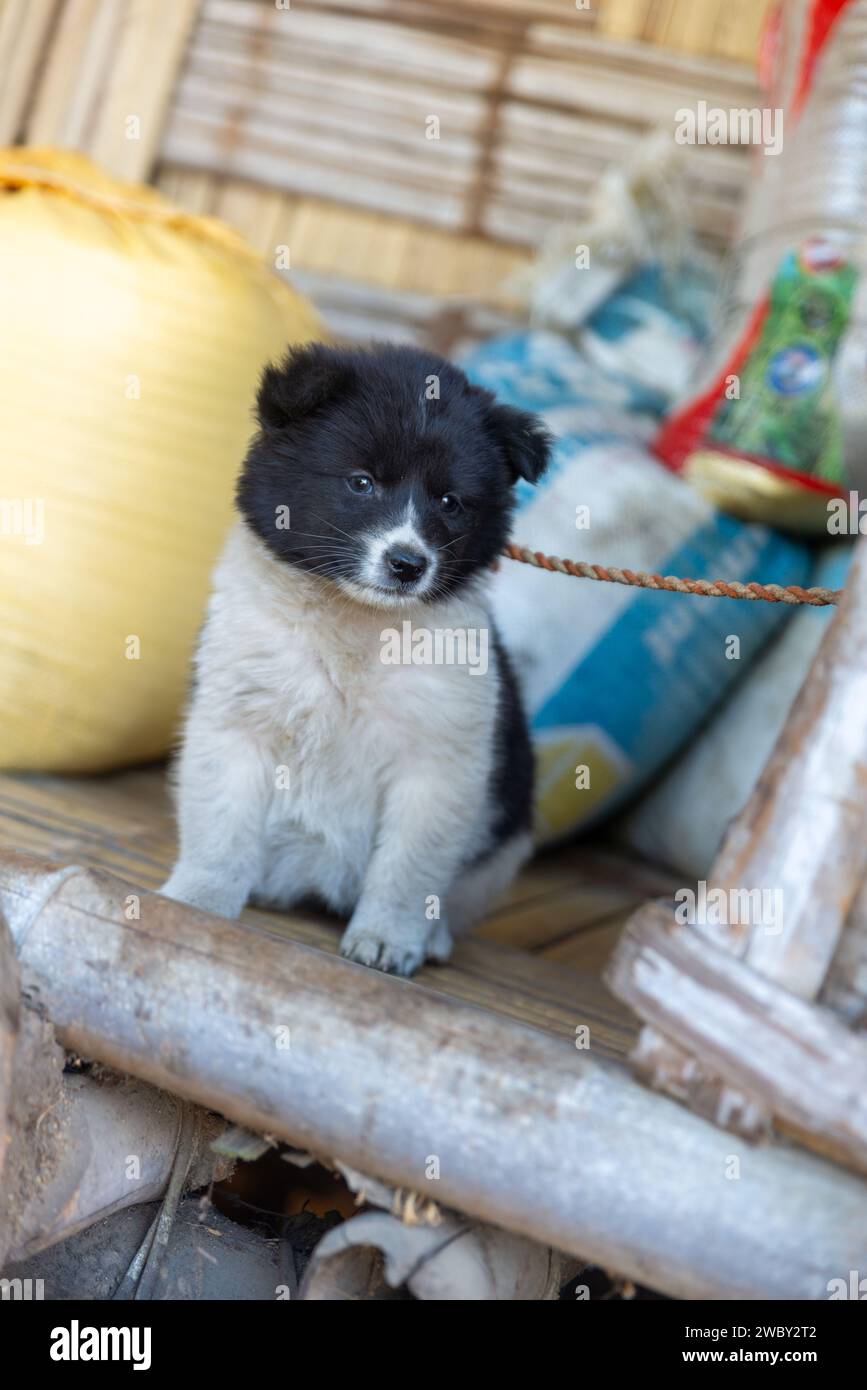 Ein Junghund im Dorf Lazu, Arunachal Pradesh, Indien Stockfoto