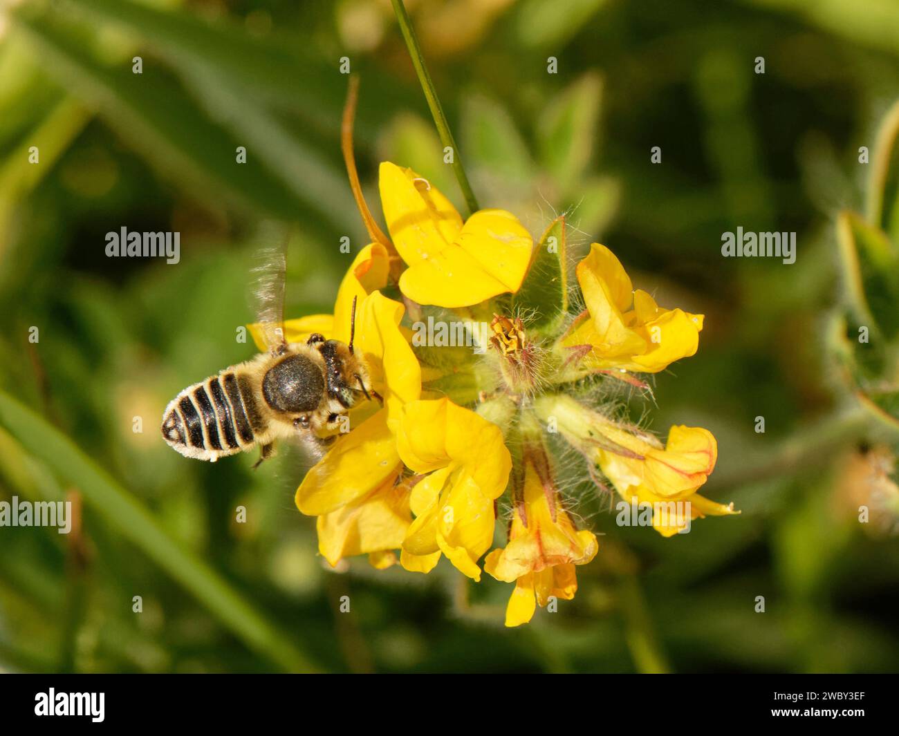 Silbrige Blattschneider-Biene (Megachile leachella), die von den Blüten des Lotus pedunculatus auf Nektar schwebt, Cornwall, Großbritannien, Juni. Stockfoto