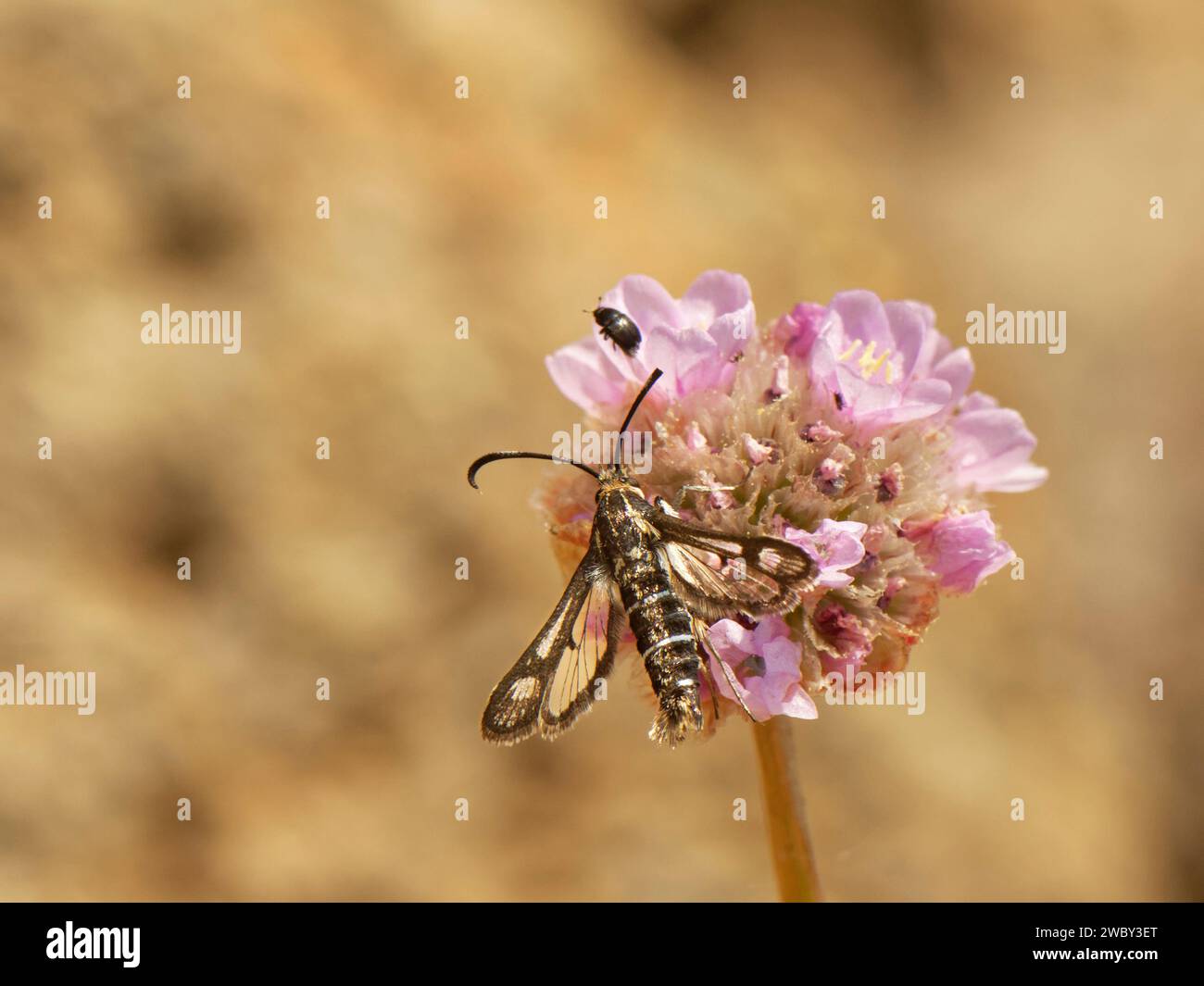 Secondary Clearwing Moth (Pyropteron muscaeforme) Nektaring auf Sea Secondary (Armeria maritima) Blüten am Küstenrand, The Lizard, Cornwall, UK Juni Stockfoto