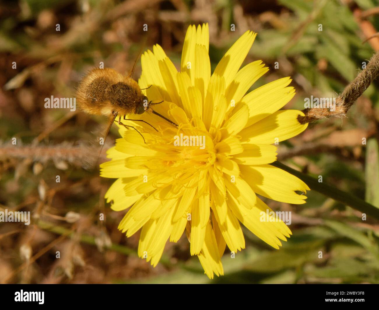 Westliche Bienenfliege (Bombylius canescens), die auf dem kleinen Habittchen (Leontodon saxatilis) in Küstenrasen, The Lizard, Cornwall, Großbritannien, Juni. Stockfoto