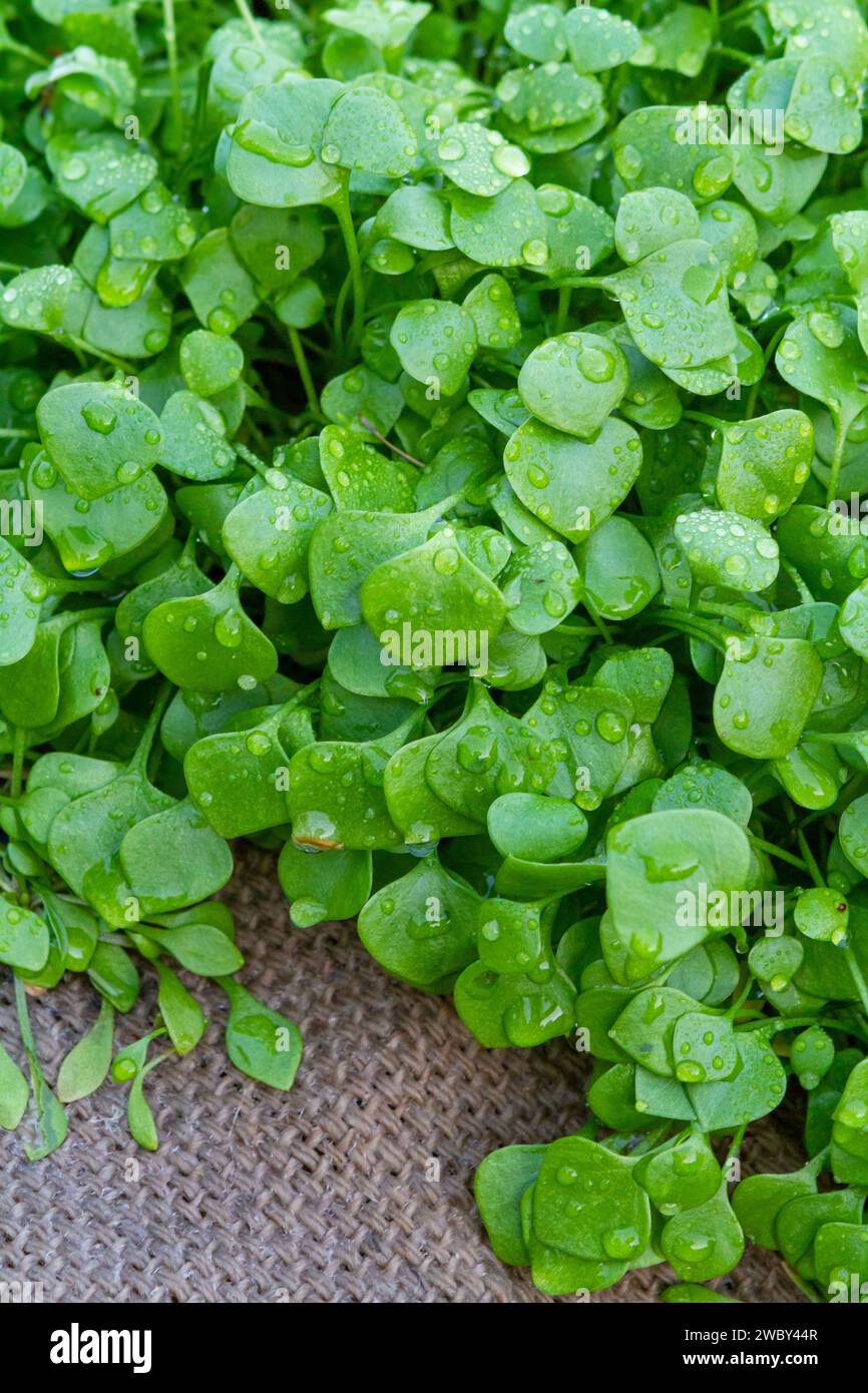 Frühe Blätter von Bergmannsalat (Claytonia perfoliata) oder Winterpurslane, ein nahrhaftes, einjähriges Grün, das in Nordamerika beheimatet ist. Stockfoto Frühe Blätter von Bergmannsalat (Claytonia perfoliata) oder Winterpurslane, ein nahrhaftes, einjähriges Grün, das in Nordamerika beheimatet ist. Stockfoto