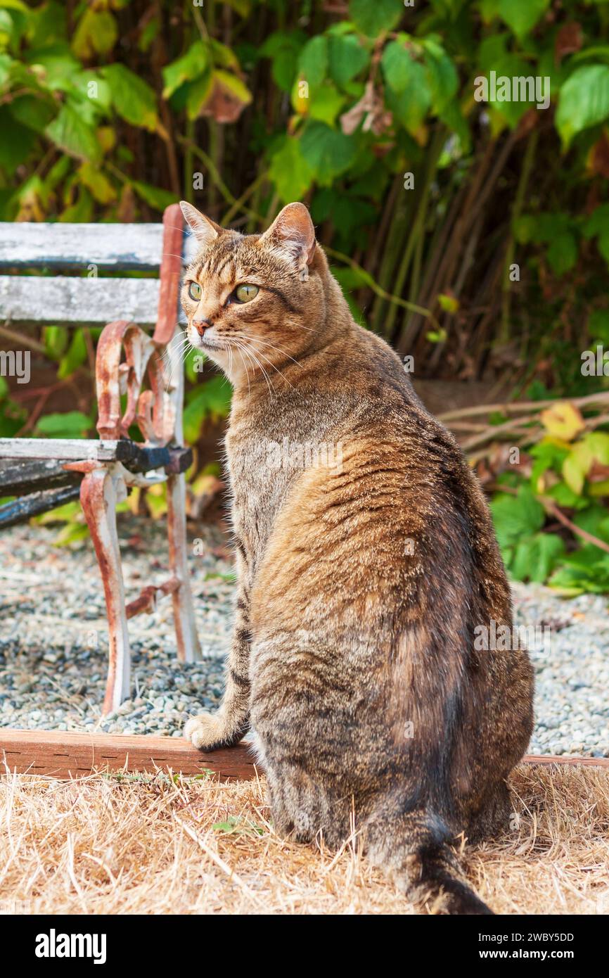 Eine braune Katze mit grünen Augen sitzt draußen in einem Garten in der Nähe einer Bank an einem sonnigen Tag. Stockfoto