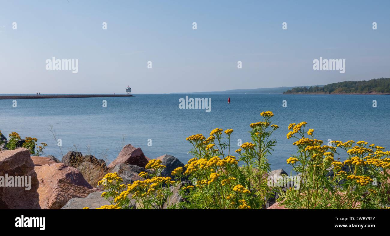 Gelbe Tansy-Blüten an der Nordküste des Lake Superior, mit dem Two Harbors Light House am Ende des Betonbruchs, auf einer wunderschönen Sonne Stockfoto