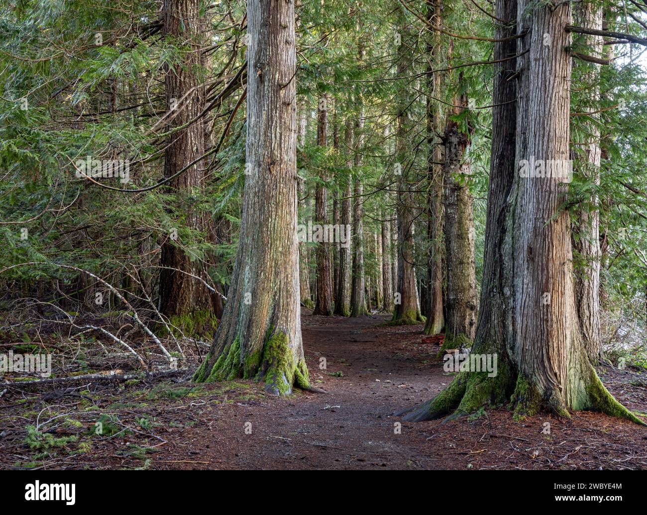 WA23920-00...WASHINGTON - Moments in Time Trail in einem alten Wald am Ufer des Lake Crescent. Stockfoto