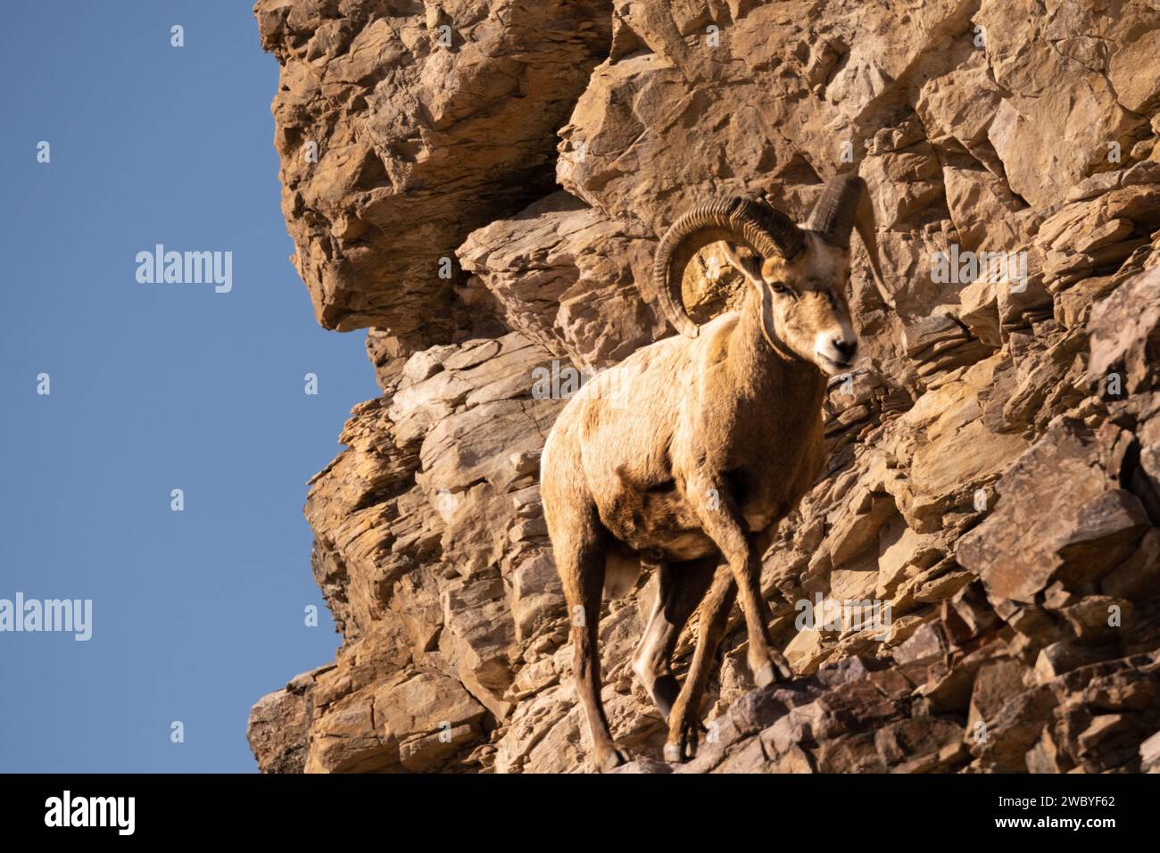 Dickhornschafe auf steilem Hang Stockfoto