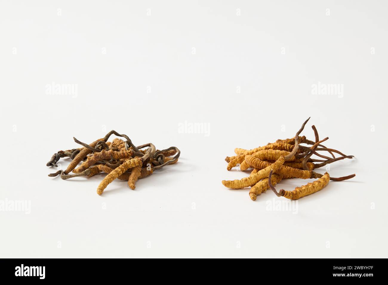 Zwei Stapel getrockneter Cordyceps Sinensis werden angezeigt. Studien haben gezeigt, dass die Einnahme von Cordyceps die körperliche Ermüdung verringert Stockfoto