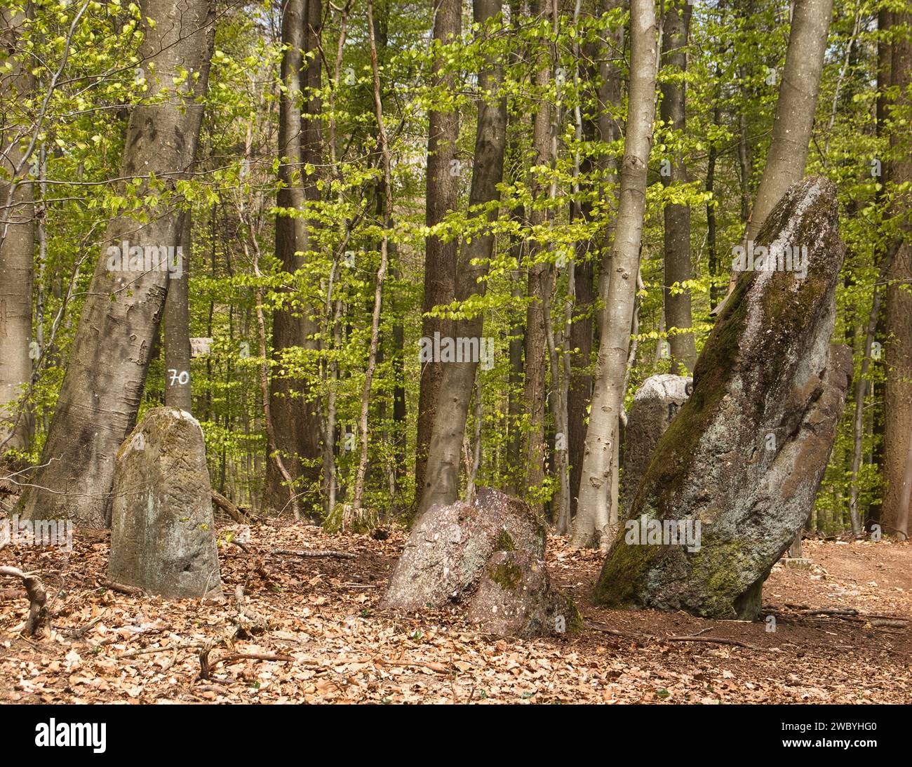 Steine im Hinkelstein-Denkmal an einem Frühlingstag im Pfälzerwald. Stockfoto