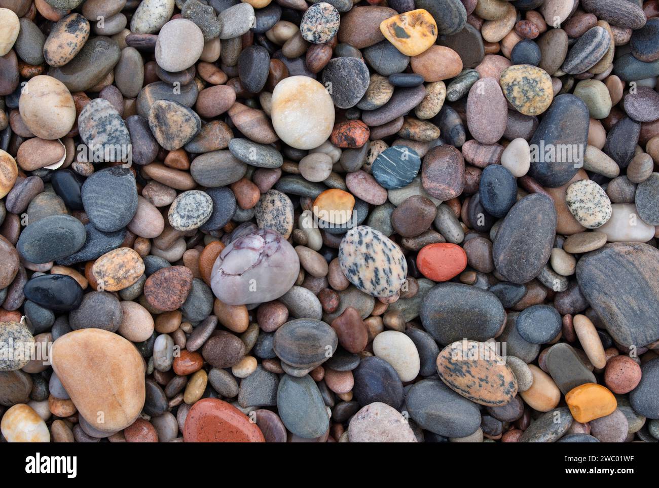 Wet Pebbles on a Beach. Morayshire, Schottland Stockfoto